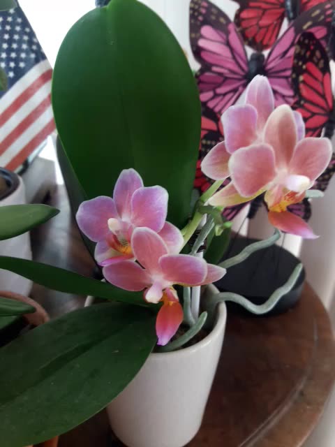 "4 FLOWERS" lil Hannah excited to see