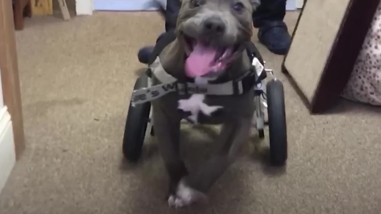 Rescued Pit Bull Puppy Runs For The First Time - CANTU | The Dodo Pittie Nation