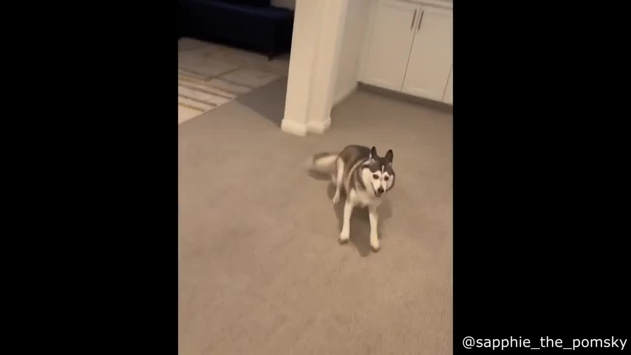 Alligator behave like a dog