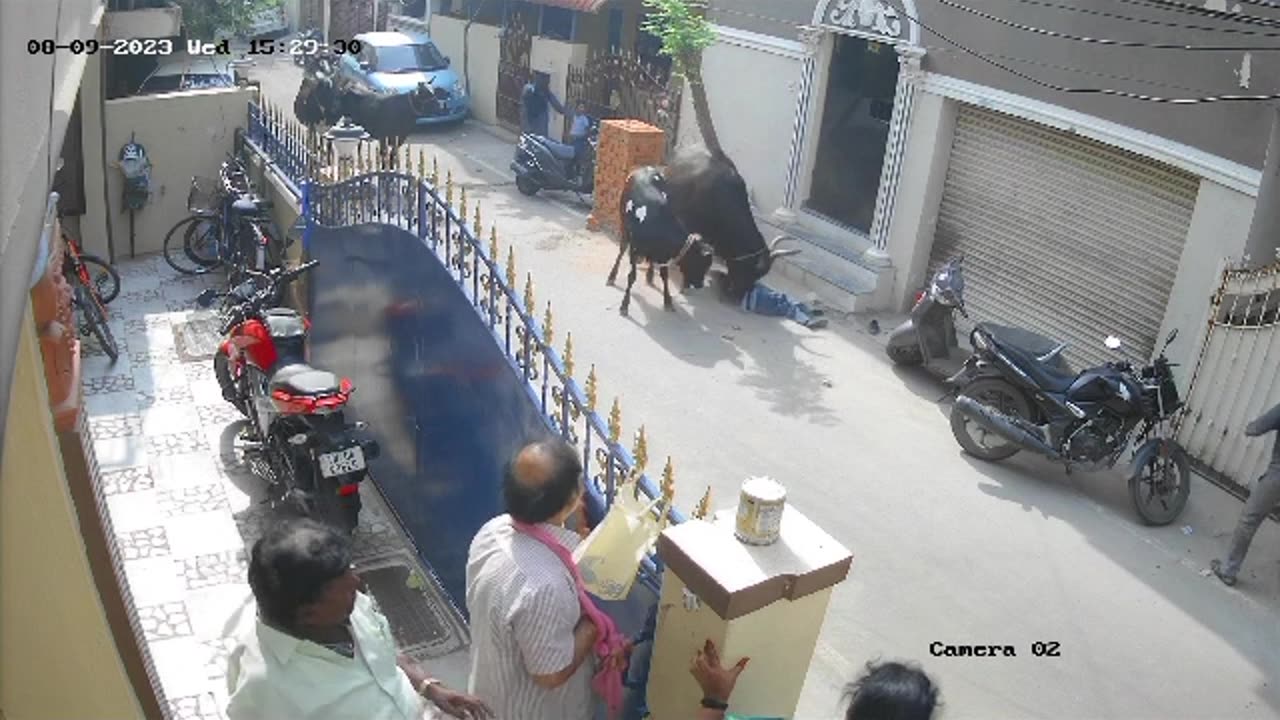 Cow attack on Girl