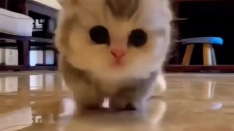 Cut cat