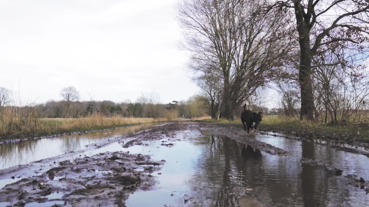 dog playing in the mud