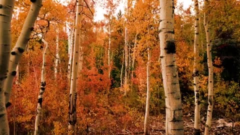 Forest trees