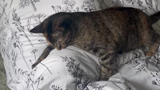 Mini The Kitten Traps Brother Under Blanket