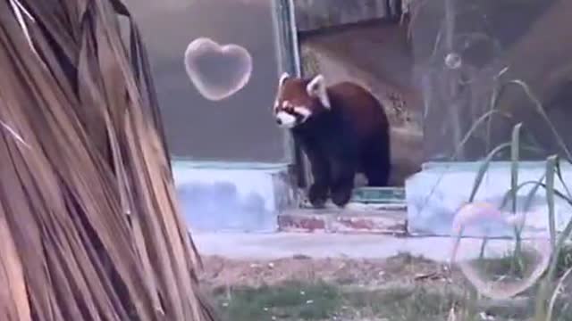It is a good time to visit the animal world in autumn