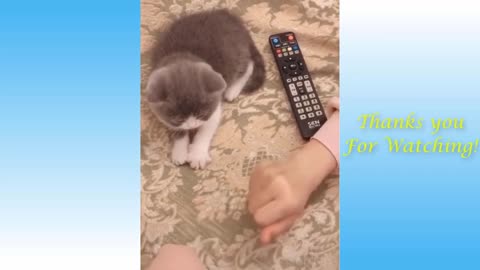 Funny Cat & Dog Moments | TRY NOT TO LAUGH PT.5