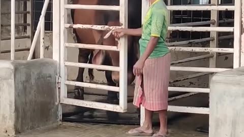 Village farmers Brahman Bull