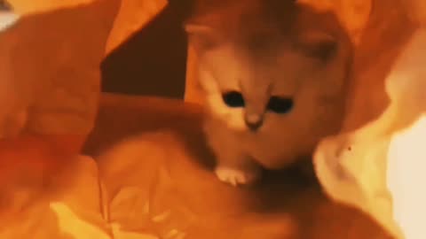 The Laugh Safari: Top Funny Animal Videos"