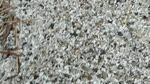 Beach glass with Lucy