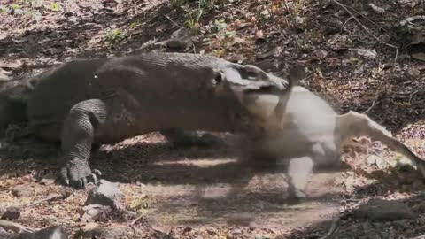 Komodo dragon attack!