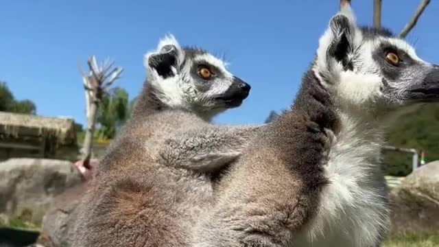 The movement is so uniform Raccoon