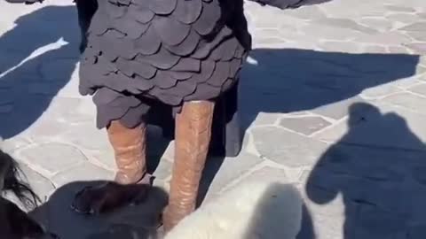 eagle wants a dog baby
