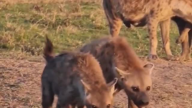 Wild animals zero distance hyenas