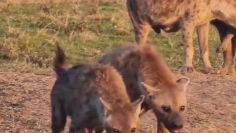 Wild animals zero distance hyenas