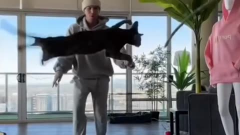 Lovely cats
