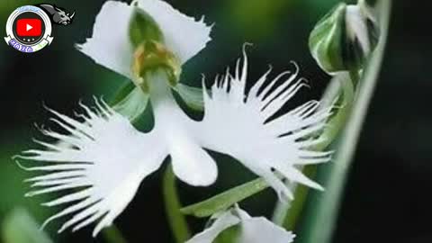 These are 10 Unique and Rare Flowers in the World