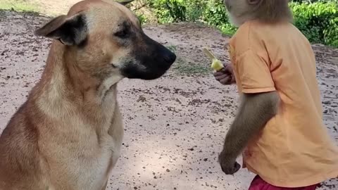 dog and monkey together