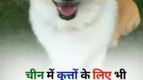 Black truth of dogs | Do you know that