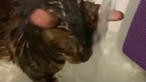 Funny animals - Funny cats / dogs - Funny animal videos