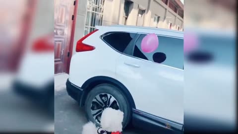 Funny Cat and Dog Videos That Will Make Your Day