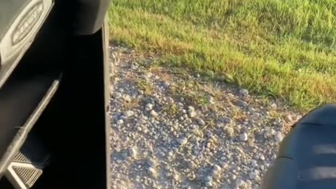 Very Funny Cats And Dog