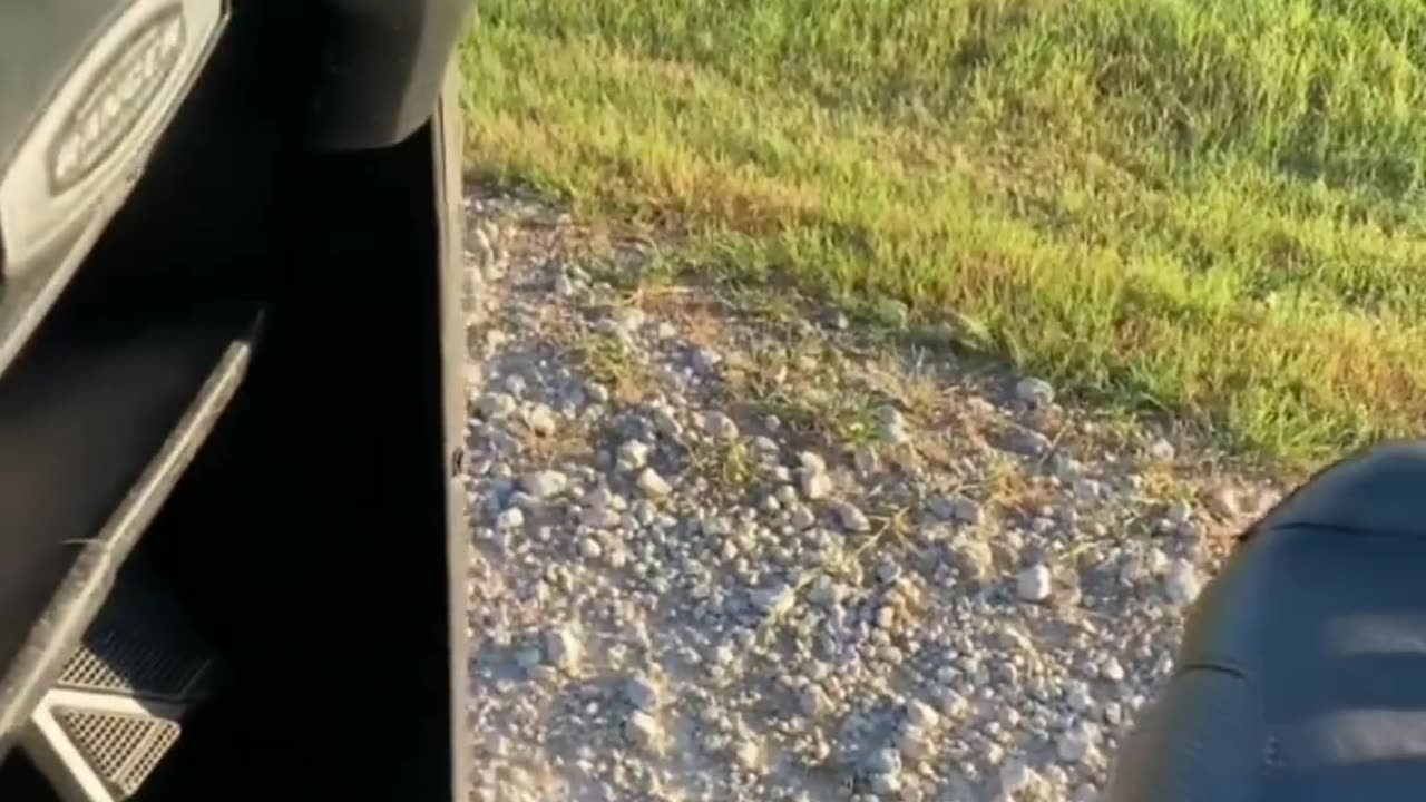 Very Funny Cats And Dog