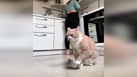 Chats drôles / Chiens - Animaux droles 283