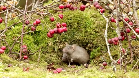 Nice Apples & Rats