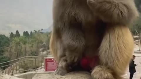 MONKEY EAT WASABI 😱