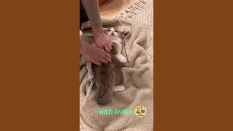 Funny Videos About Dogs and Cats Cute Moments Of Dogs And Cats