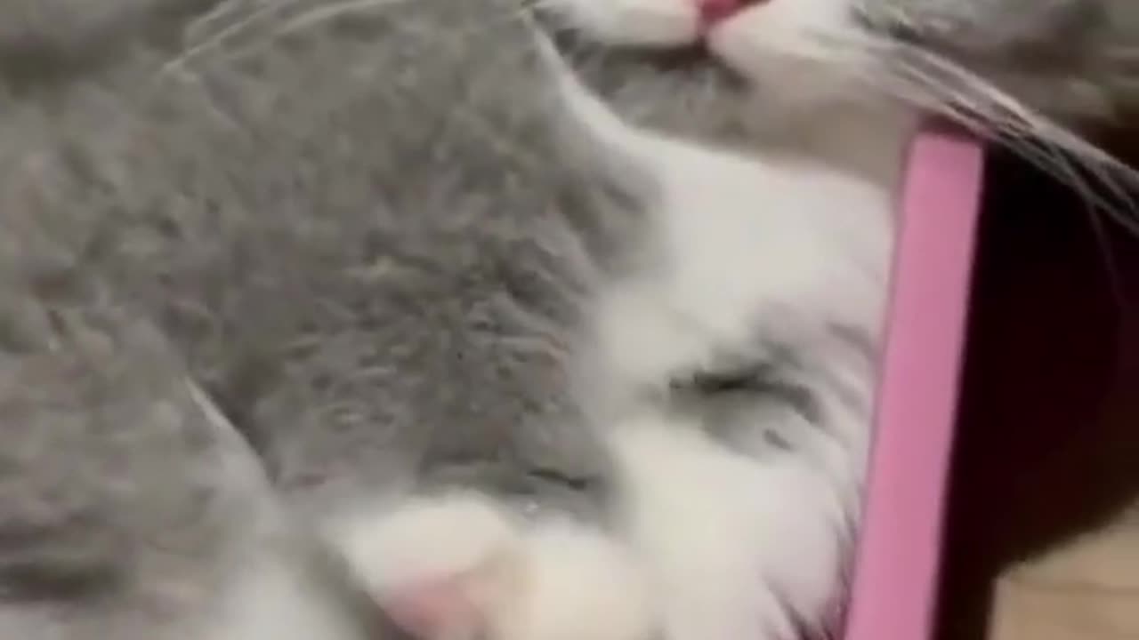 BestAnimalFunnyDogs😂😂😂🤣