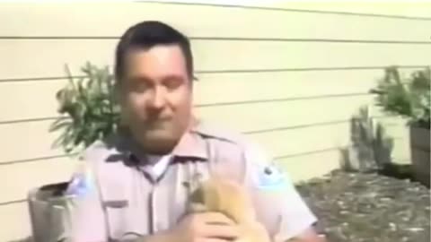 Funny cats