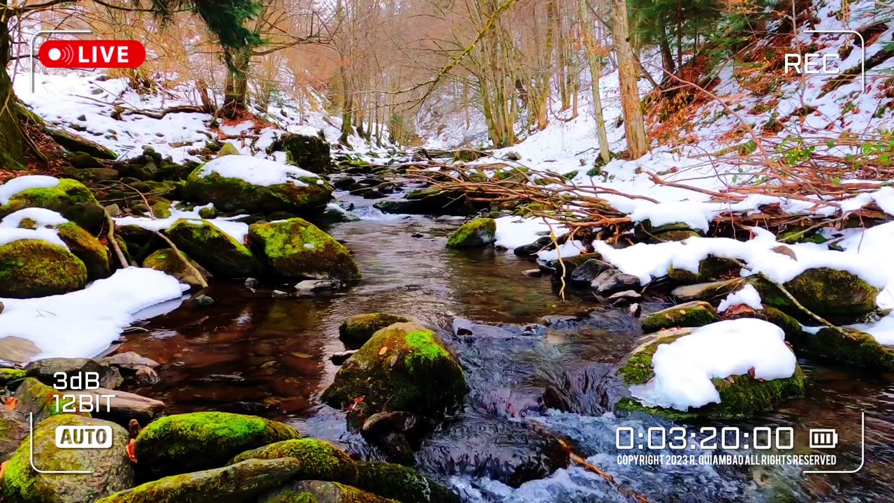Whispers Of The Wild | Zen Asmr # 060