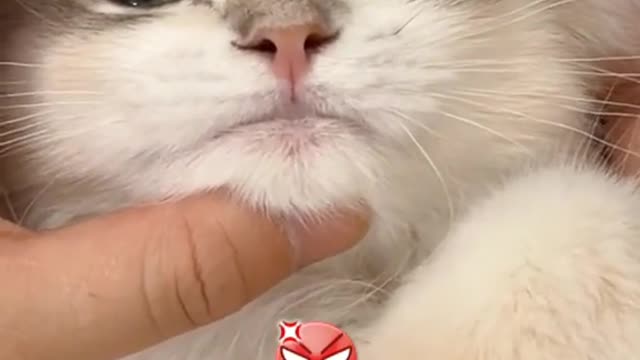 Verycutecat.Gotcaughtrightaway.😂