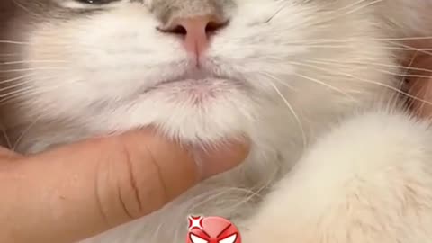 Verycutecat.Gotcaughtrightaway.😂
