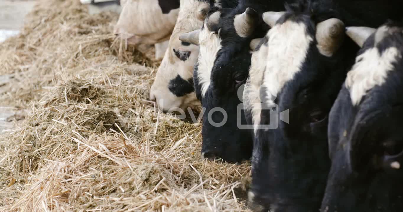 Cow Eating Hay In Farm Barn Agriculture Dairy Cows In Agricultural Farm Barn Stable 4