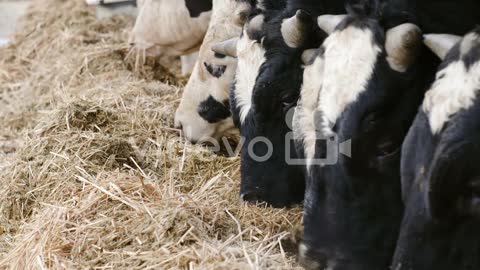 Cow Eating Hay In Farm Barn Agriculture Dairy Cows In Agricultural Farm Barn Stable 4