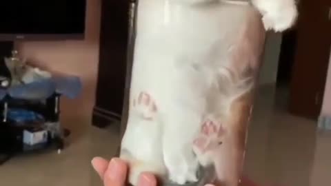 Cat Funny Videos...(Cat glass 😂🔥) #catlove#love