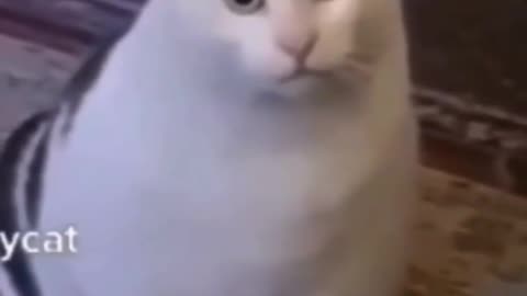 Hhhuh? Huh? Cat meme || #meme #funny