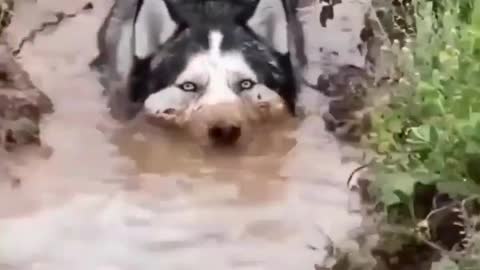 Funny dogs