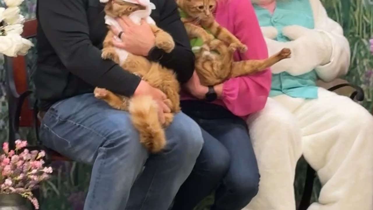 When Your Cats Are Your Children