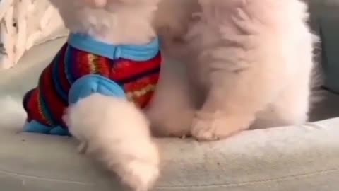 Cute 😍 baby animal videos 😍 cute movement of the baby animal