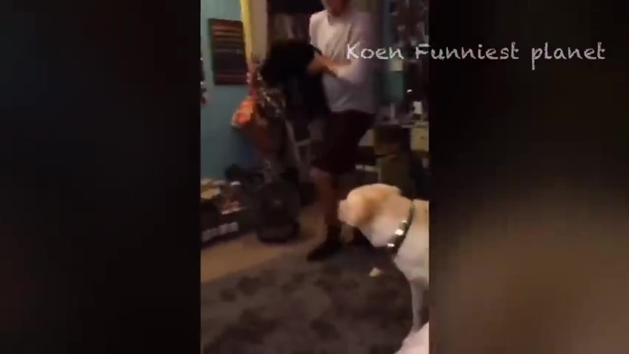 Funny Dogs And Cats Videos 😅 - Best Funniest Animal Videos Of The week
