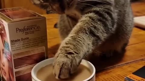 Funny Animals Shorts 201 :-) cat & coffee 😂 Cats Dogs Pets laugh viral video