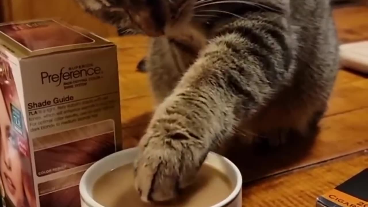 Funny Animals Shorts 201 :-) cat & coffee 😂 Cats Dogs Pets laugh viral video