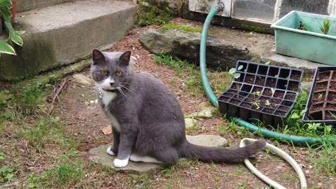 Gray Cat Stairs Animal Domestic Mammal