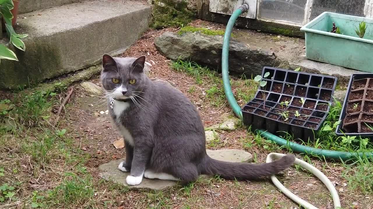 Gray Cat Stairs Animal Domestic Mammal