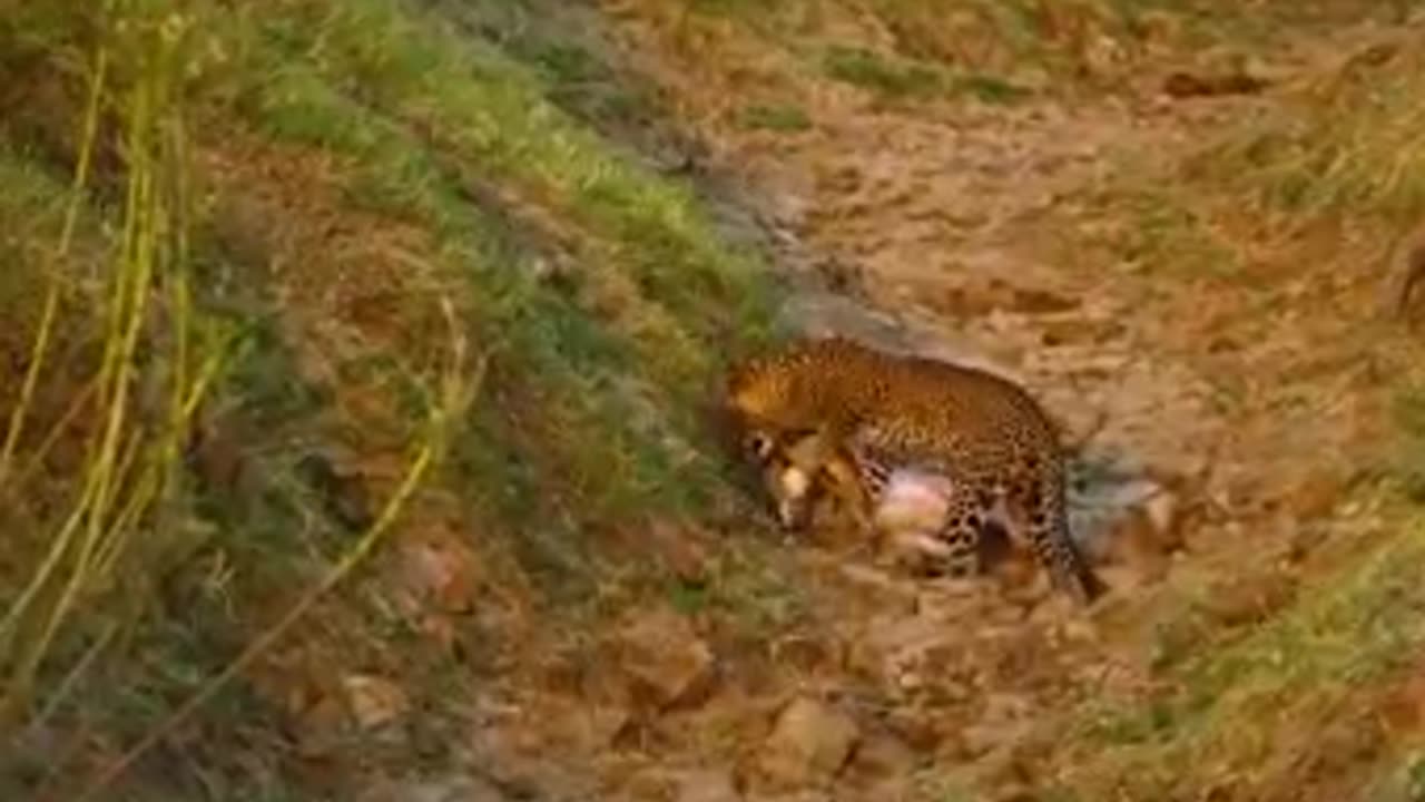 Most Dramatic Moments From The AnimalKingdomFrom crocodile-infested waters to death-defyingimpalas,