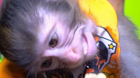 Hungry monkey raju is eating cheetos