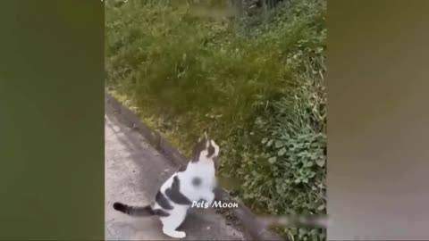FUNNIEST ANIMALS😜 FUNNY CATS AND DOGS VIDEOS.